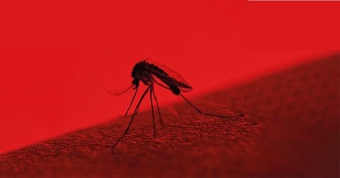 Alaska Mosquito Nets