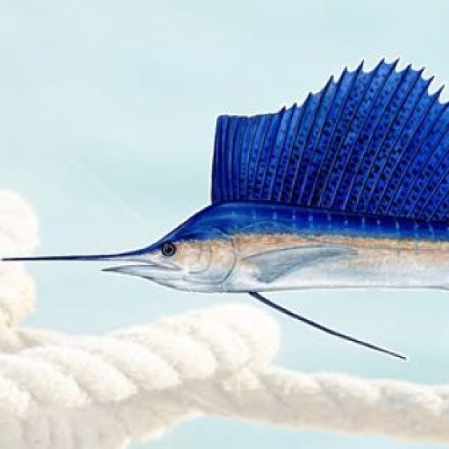 Sea Dog Marathon Fishing Charters FL