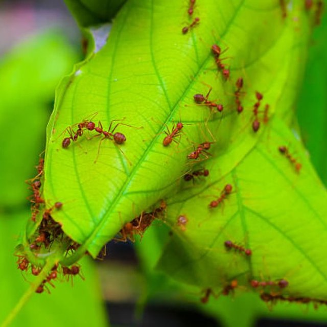 West Mobile Tree Service