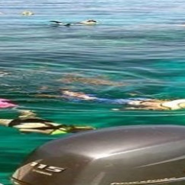 Starfish Snorkeling FL