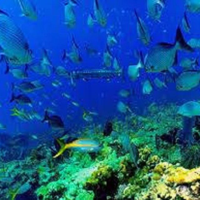 Starfish Snorkeling Tour FL