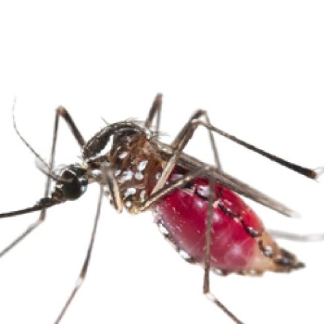 IPest Solutions Waco