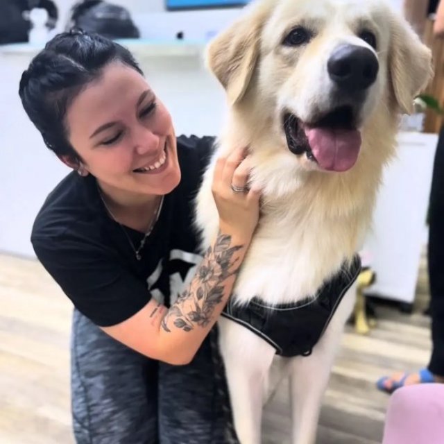 Boujee Mobile Pet Grooming