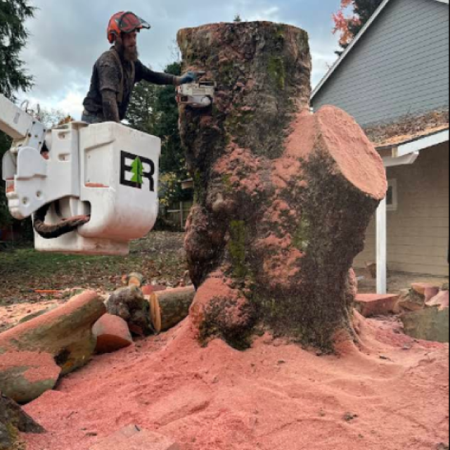 M&R Tree services