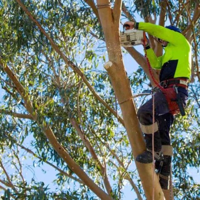 Terrific Trees